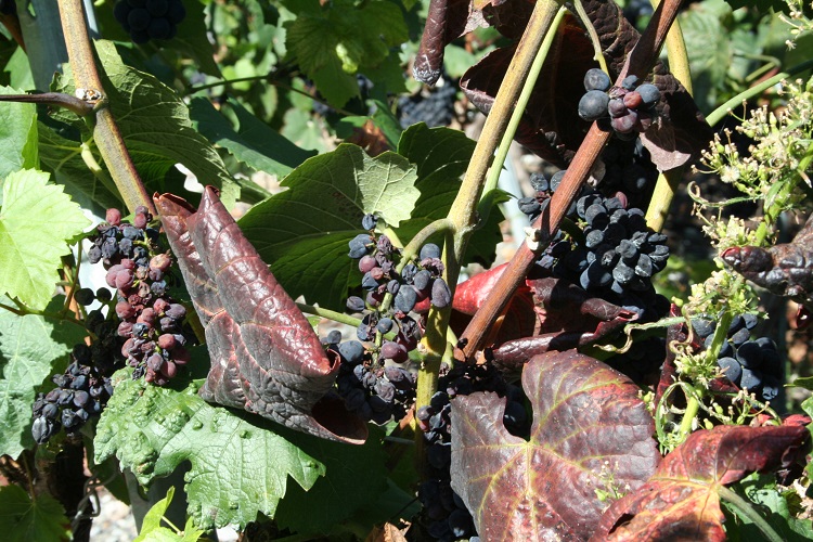 Après Port-Valais et Ardon, c’est au tour de Saxon d’être touchée par la flavescence dorée